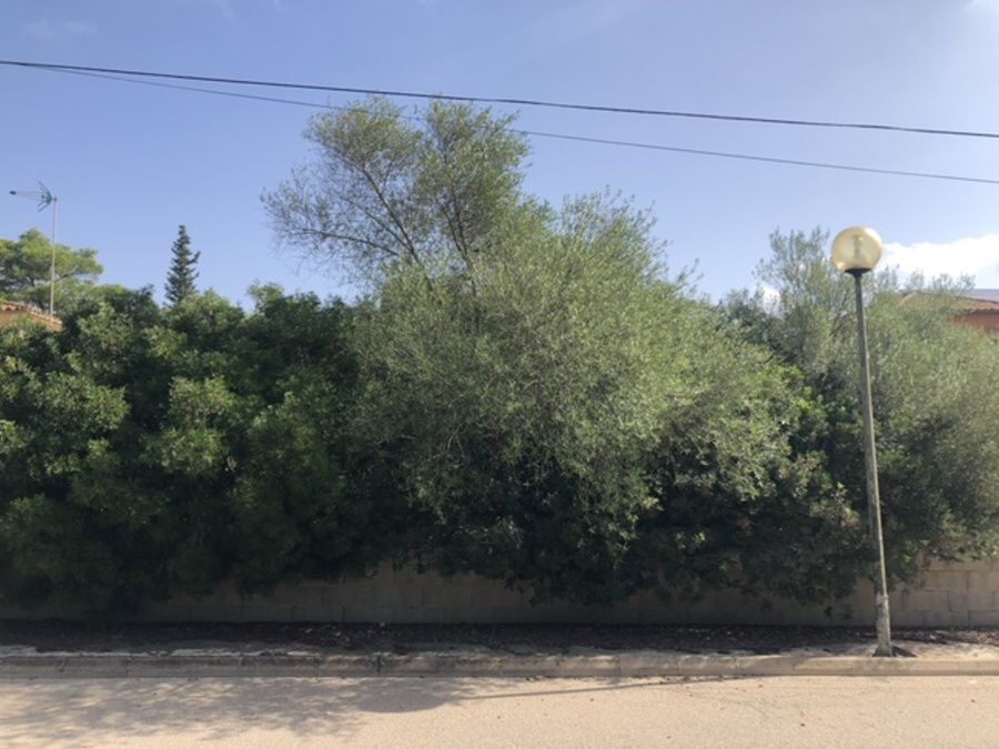 - Nice plot of about 644m2 in Sa Rapita