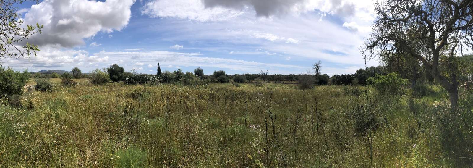 - Plot with license to build about 435m2 between Es Llombards and Santanyí