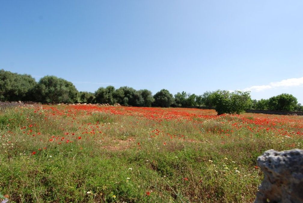 Starý mallorský venkovský dům postavený na obrovském pozemku o rozloze 58 hektarů mezi Porreres a Villafranca