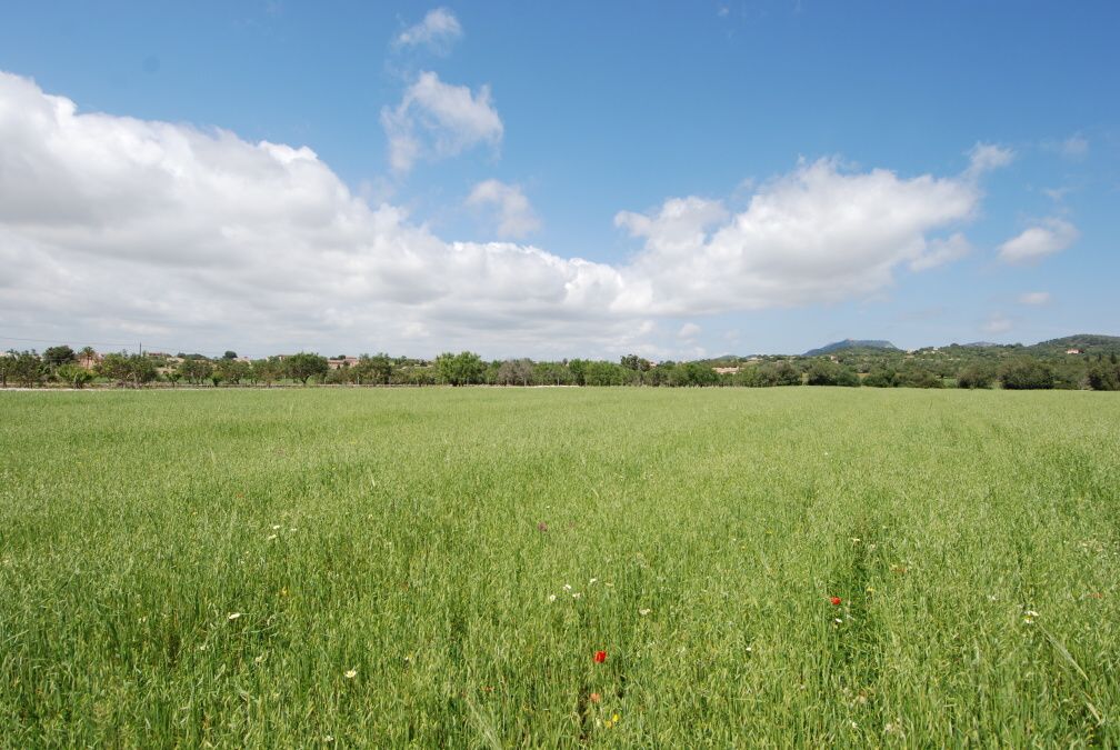 - Large rustic plot with beautiful views near Cas Concos