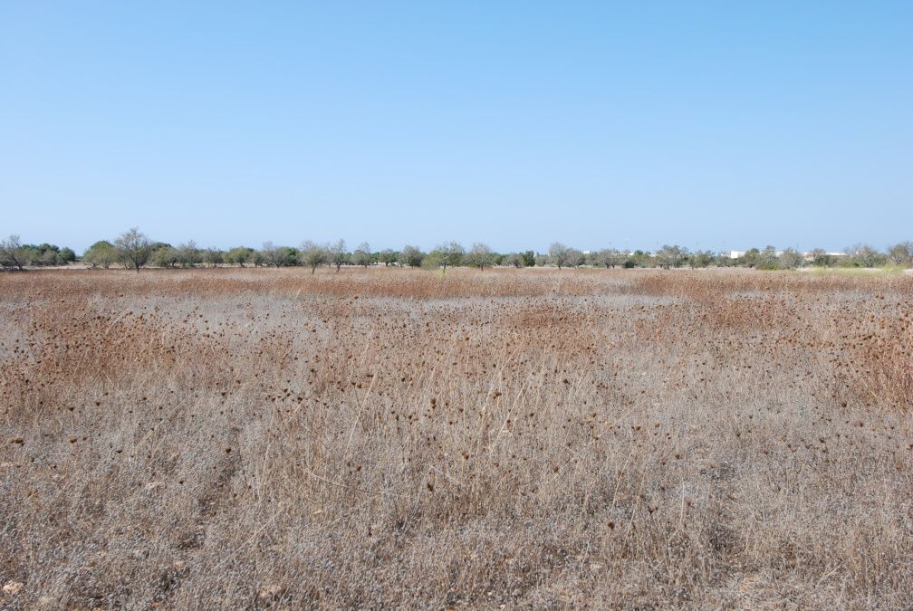 - Terreno rustico en las afueras de Ses Salines con proyecto básico de 415m2 y posibilidades de suministro eléctrico