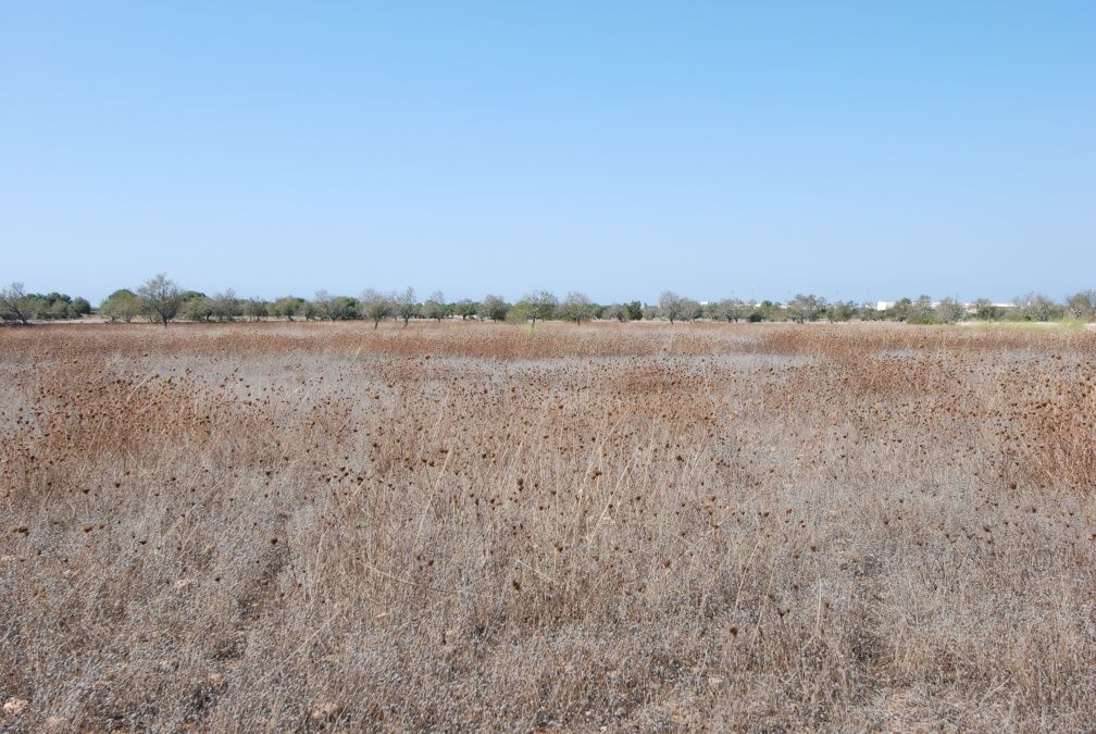  - Pozemek na okraji Ses Salines se základním projektem 415m2 a možnostmi dodávky el.