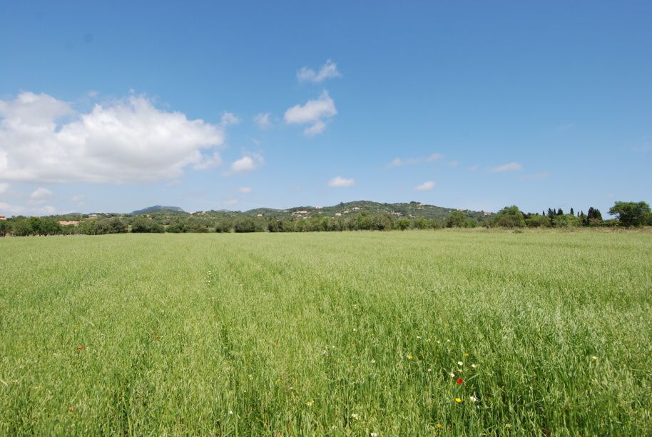  - Grundstück mit herrlichem Blick auf das Meer zwischen Santanyi und S`Alqueria Blanca