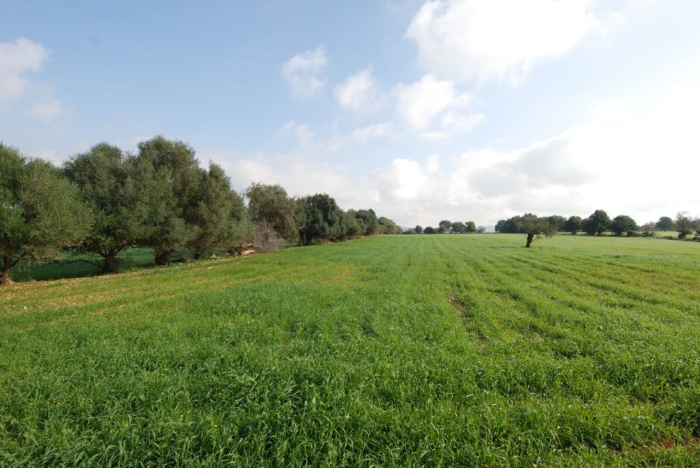  - Soleado y amplio terreno rústico ideal para el cultivo de viña cerca de Felanitx