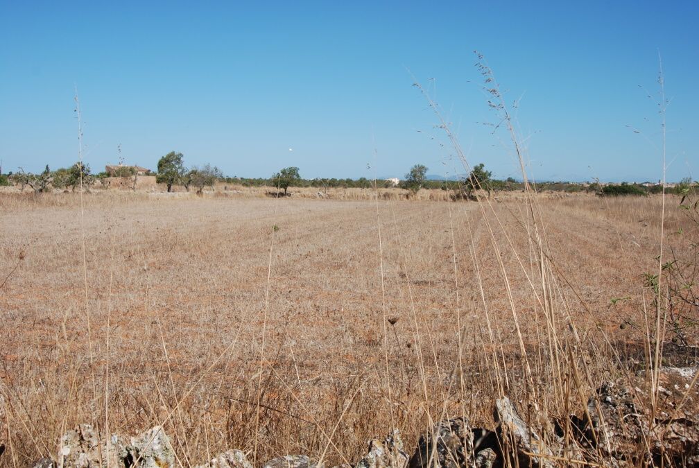 - Terreno rustico con proyecto básico 230m2, luz y posibilidad de pozo en las afueras de Ses Salines
