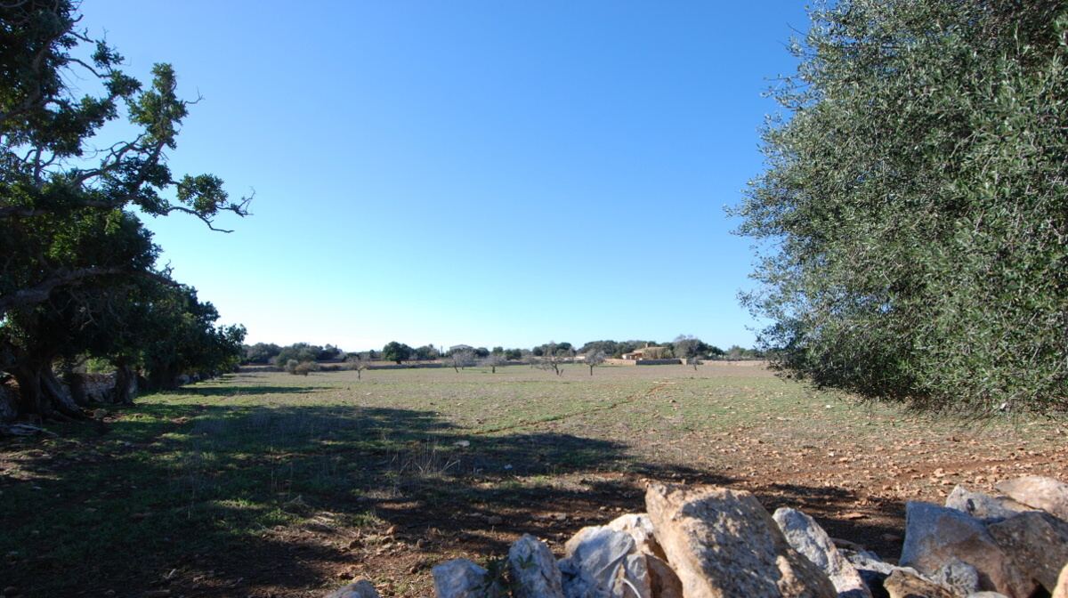  - Bonito terreno rústico situado a 1,5 km de Santanyi direccion Alqueria Blanca