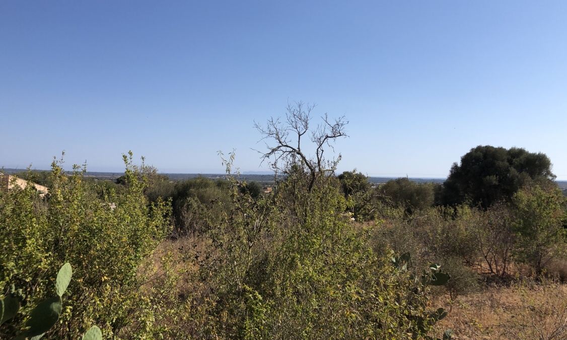  - Fantástico solar de 2.494m2 con vistas al mar y a Cabrera en Ses Salines