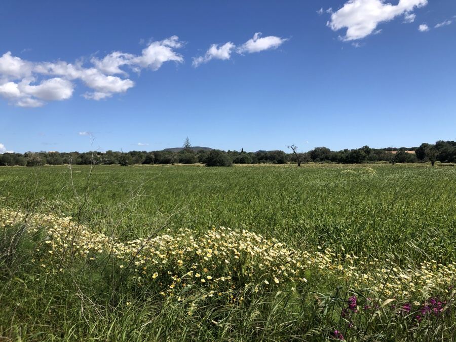 - Parcela situada entre Ses Salines y Santanyí
