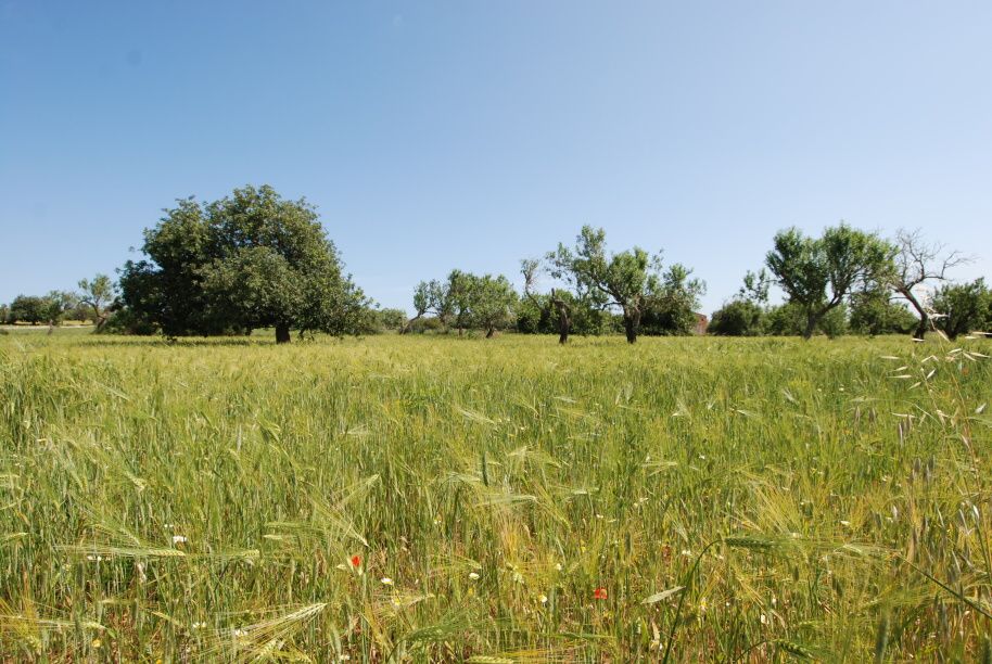  - Sonniges Grundstück in erhöhter Lage neben S`Alqueria Blanca