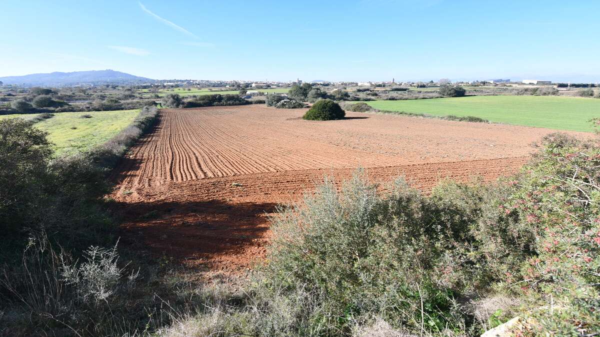  - Krásný pozemek v Petře s krásným panoramatickým výhledem na pohoří Tramuntana, Petra, Ariany, Puig de Bon Any a pohoří Ferrutx