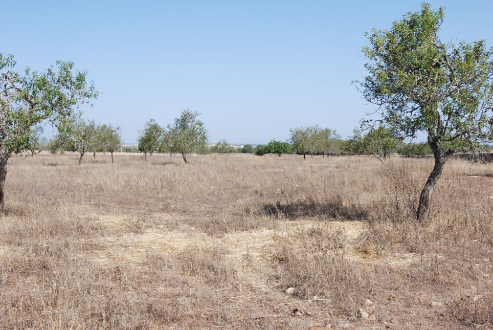 - Terreno rustico en las afueras de Ses Salines con proyecto básico de 245m2 y posibilidades de suministro eléctrico