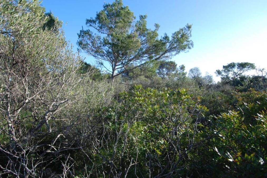  - Urban plot with many possibilities above the marina of the port of Cala D`or