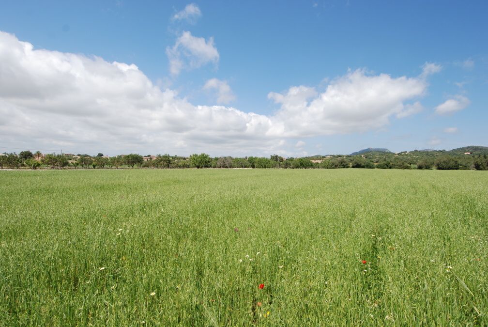 - Large rustic plot with beautiful views near Cas Concos